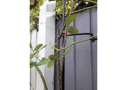 Customer image of Mild Steel Round Bar