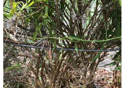 Customer image of Mild Steel Round Bar