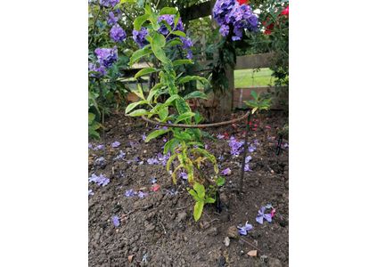 Customer image of Mild Steel Round Bar